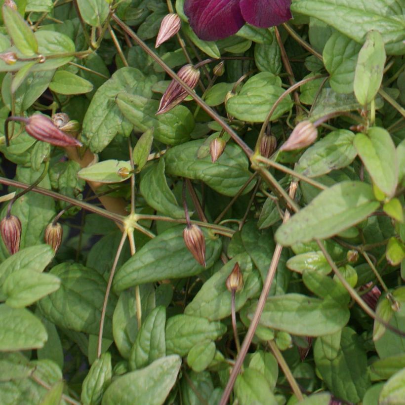 Clematis viticella Royal Velours - Waldrebe (Laub)