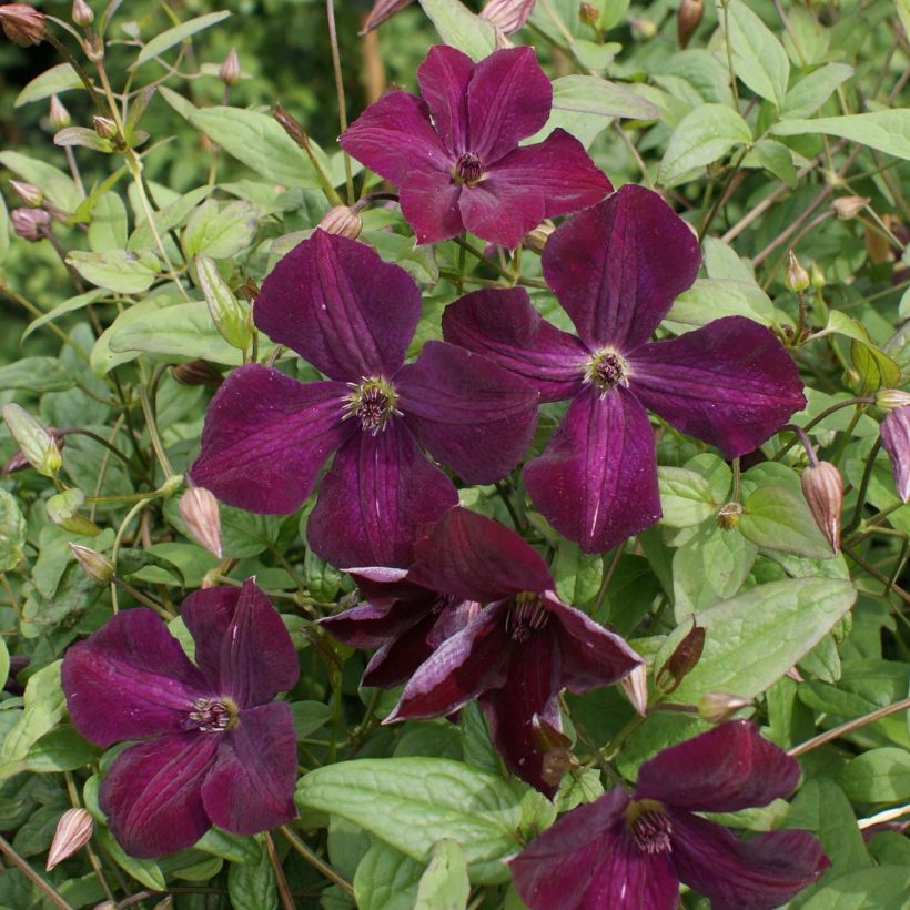 Clematis viticella Royal Velours - Waldrebe (Blüte)