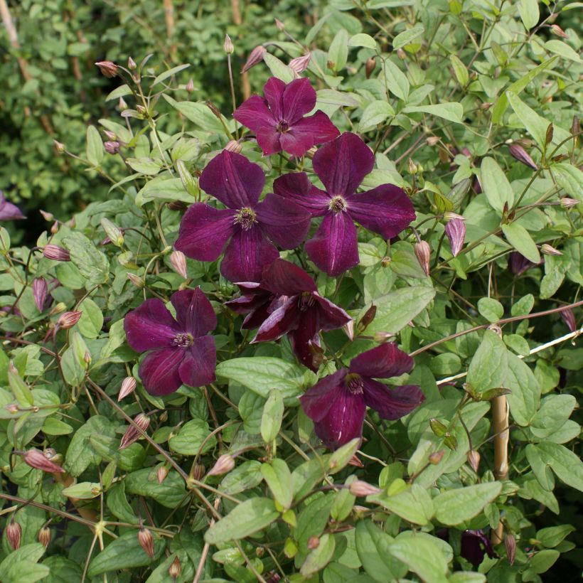 Clematis viticella Royal Velours - Waldrebe (Hafen)