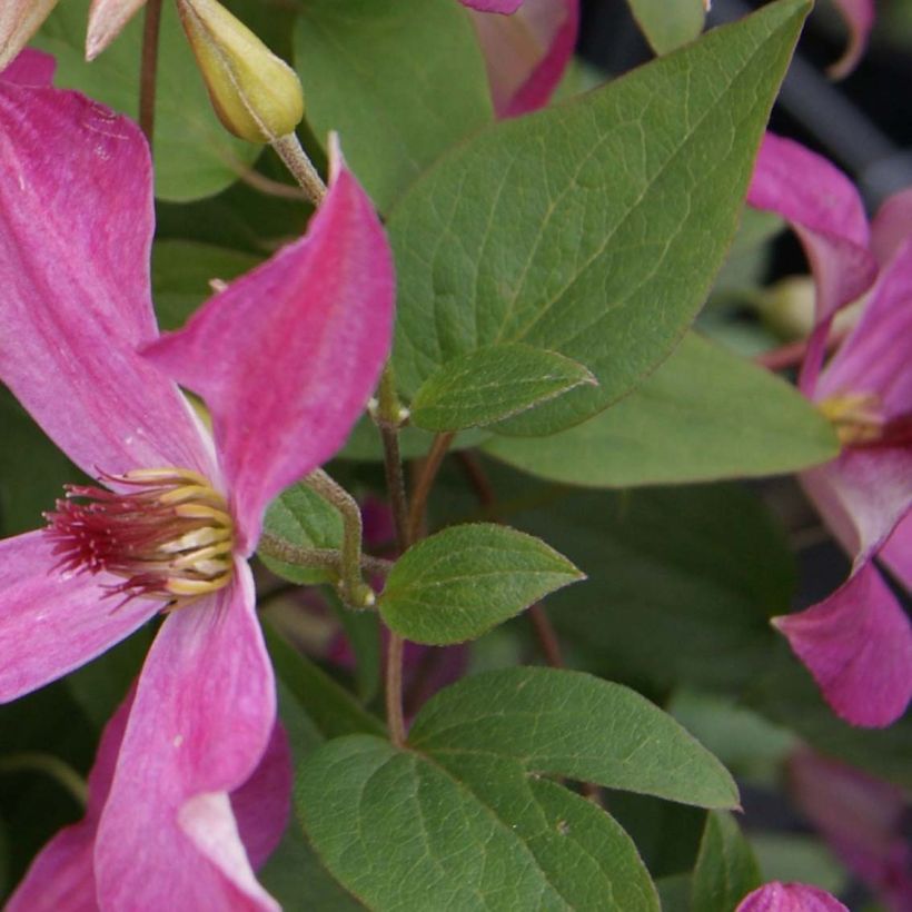 Waldrebe Wonderful - Clematis (Laub)