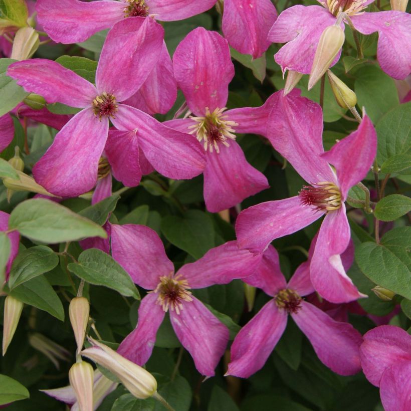 Waldrebe Wonderful - Clematis (Blüte)