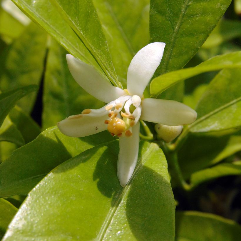 Clementinenbaum Clémentine - Citrus x clementina (Blüte)