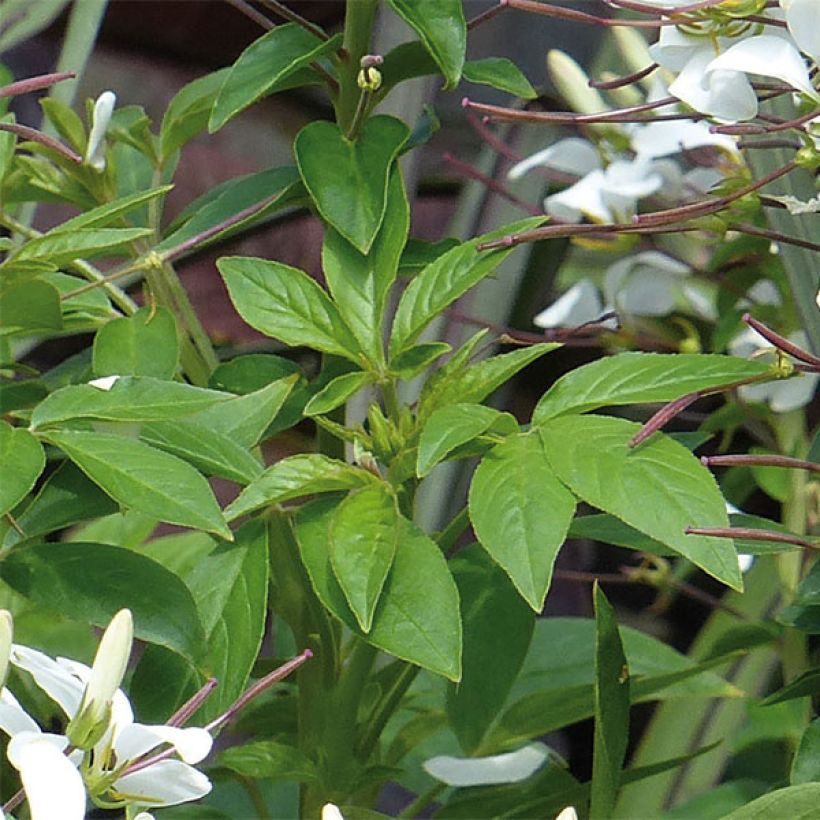 Spinnenpflanze Senorita Blanca - Cleome (Laub)