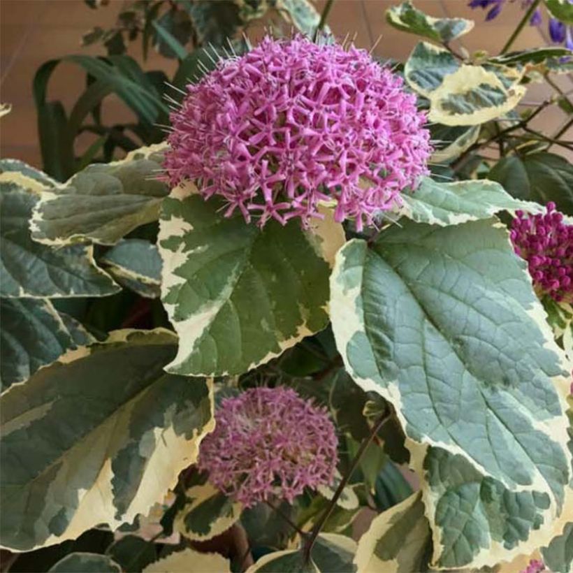 China Losbaum Pink Diamond - Clerodendrum bungei (Blüte)