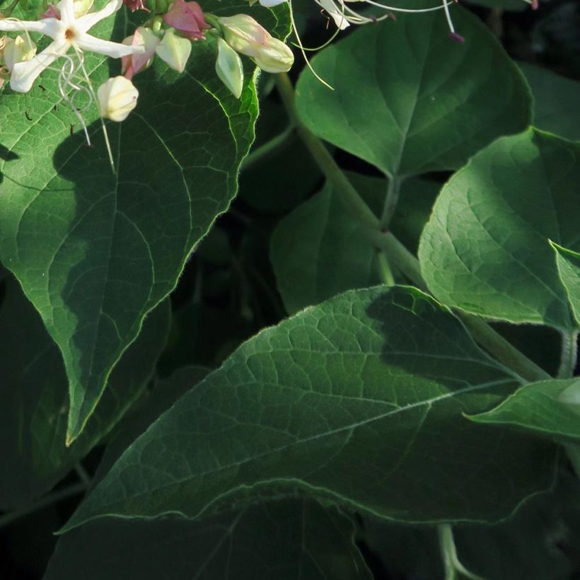 Japanischer Losbaum Fargesii - Clerodendrum trichotomum (Laub)