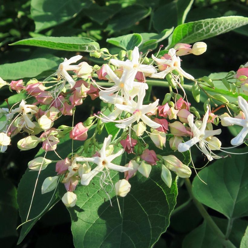 Japanischer Losbaum Fargesii - Clerodendrum trichotomum (Blüte)