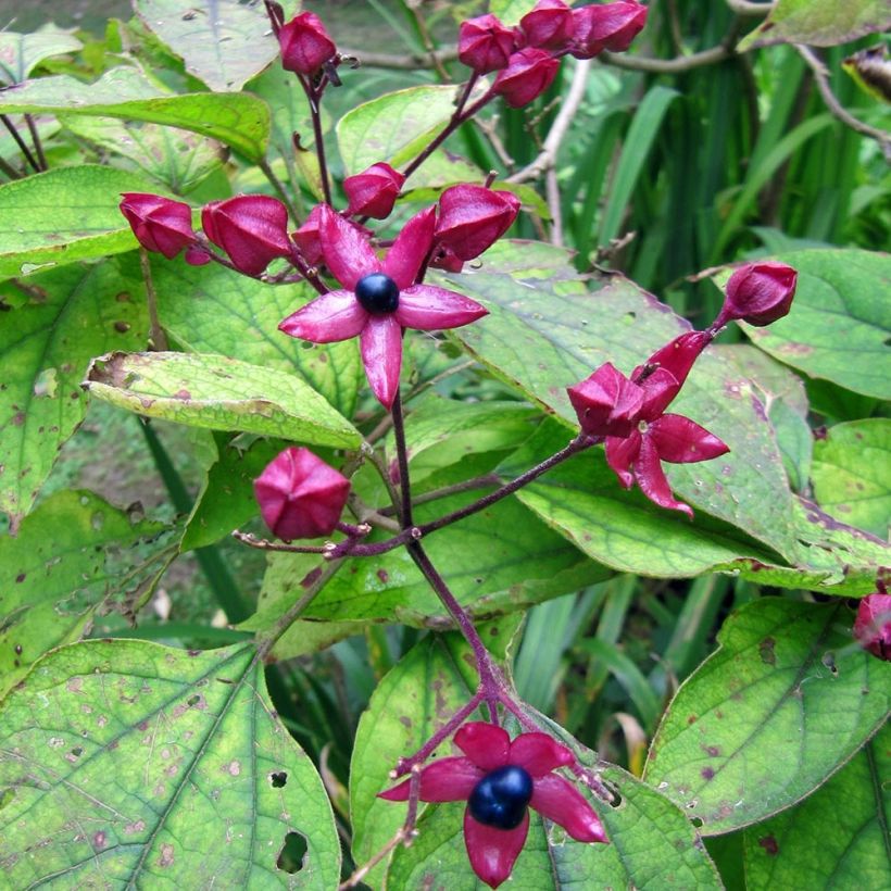 Japanischer Losbaum Fargesii - Clerodendrum trichotomum (Ernte)