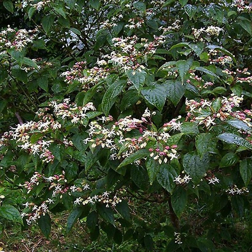 Japanischer Losbaum Fargesii - Clerodendrum trichotomum (Hafen)