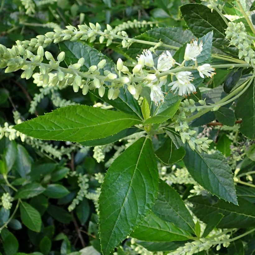 Clethra alnifolia Hummingbird - Scheineller (Laub)