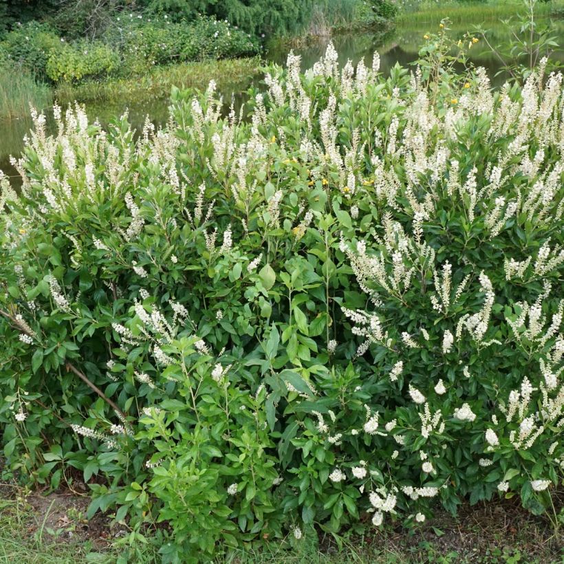 Clethra alnifolia Hummingbird - Scheineller (Hafen)