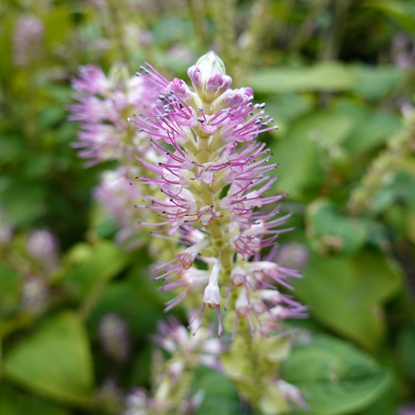 Clethra alnifolia Hummingbird - Scheineller (Blüte)