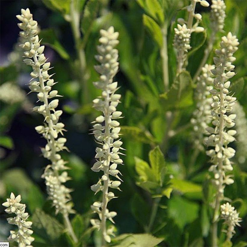 Clethra alnifolia Sixteen Candles - Scheineller (Blüte)