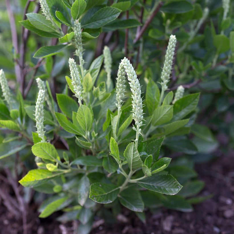 Clethra alnifolia Sixteen Candles - Scheineller (Blüte)