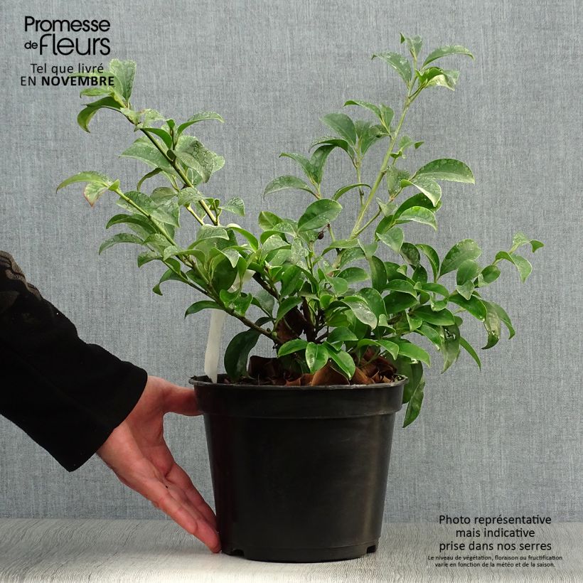 Exemplar von Cleyera japonica - Cleyera du Japon Pot de 4L/5L wie im Herbst geliefert