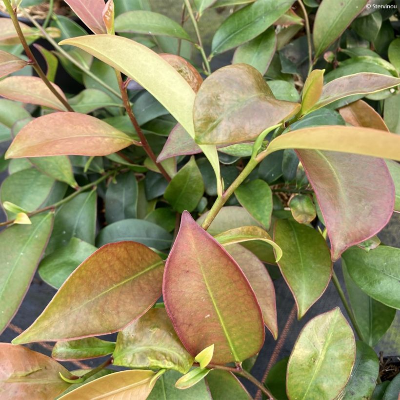 Cleyera japonica - Sperrstrauch (Laub)