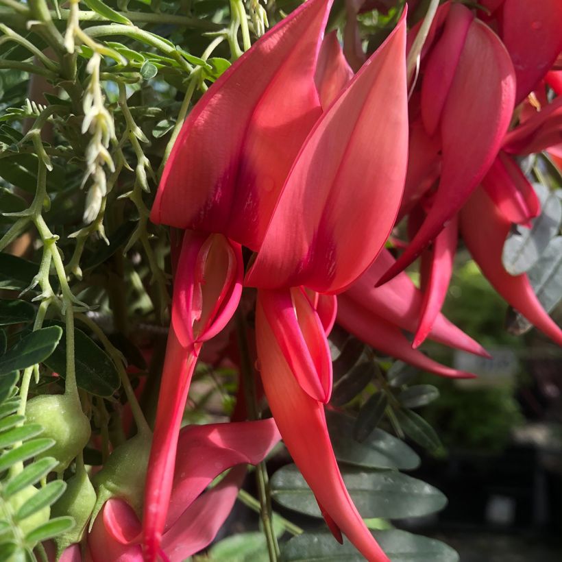 Clianthus puniceus Flamingo - Ruhmesblume (Blüte)