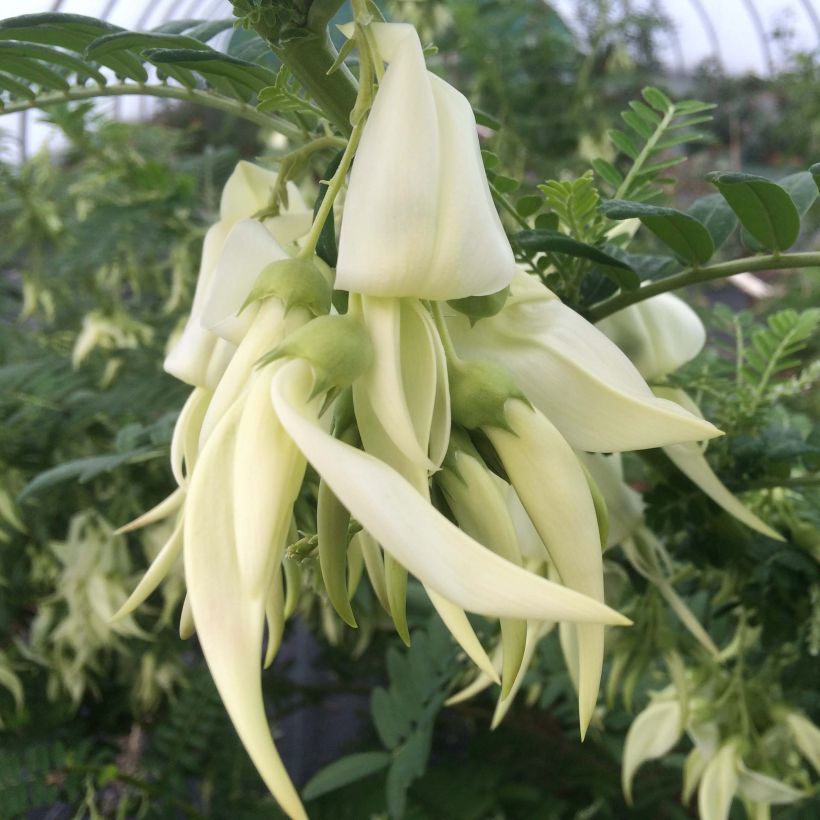 Clianthus puniceus White Heron - Ruhmesblume (Blüte)