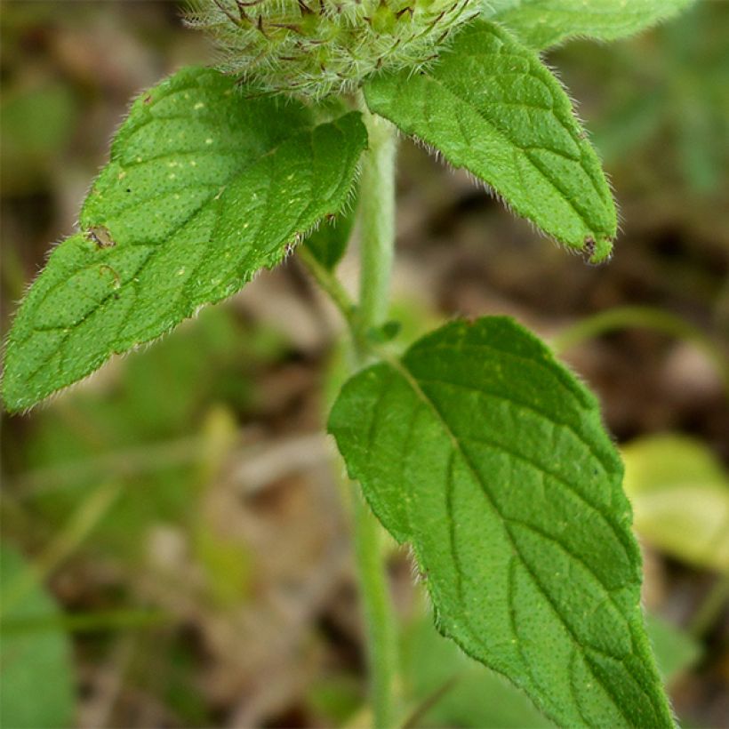 Clinopodium vulgare - Borstige Bergminze (Laub)