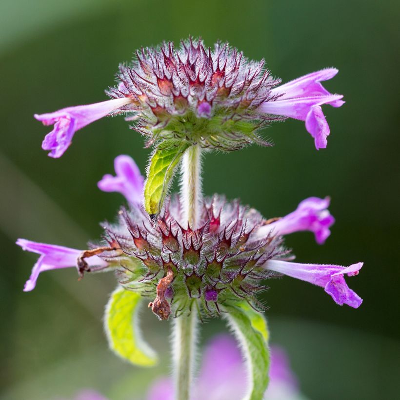 Clinopodium vulgare - Borstige Bergminze (Blüte)