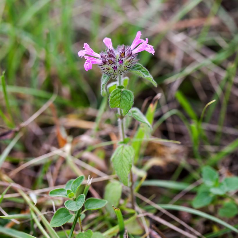 Clinopodium vulgare - Borstige Bergminze (Hafen)