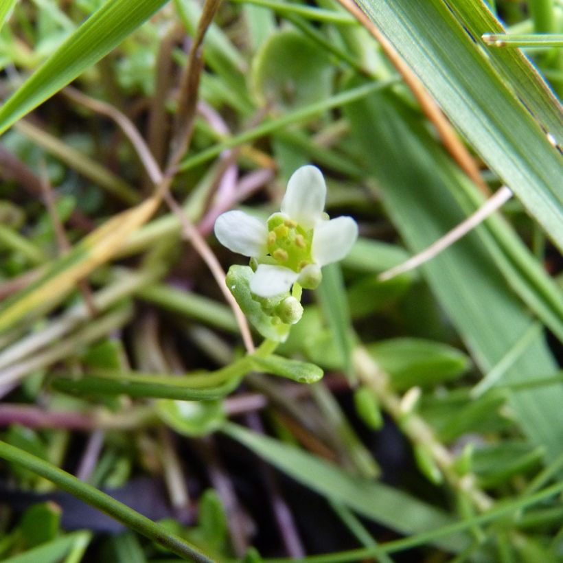 Echtes Löffelkraut - Cochlearia officinalis Bio (Blüte)