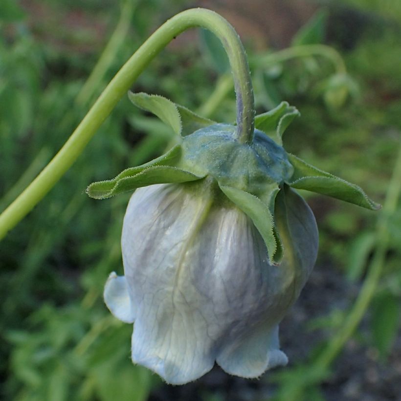 Codonopsis ovata - Glockenwinde (Blüte)