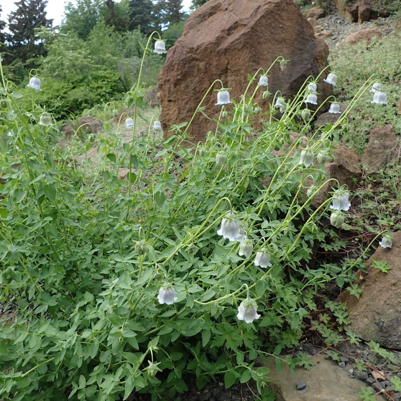 Codonopsis ovata - Glockenwinde (Hafen)