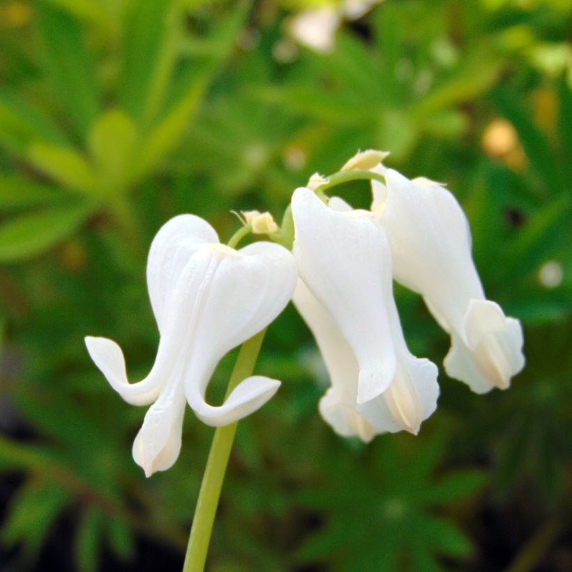 Dicentra Ivory Hearts - Herzblume (Blüte)