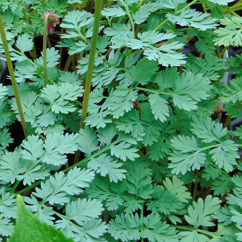 Dicentra King of Hearts - Herzblume (Laub)