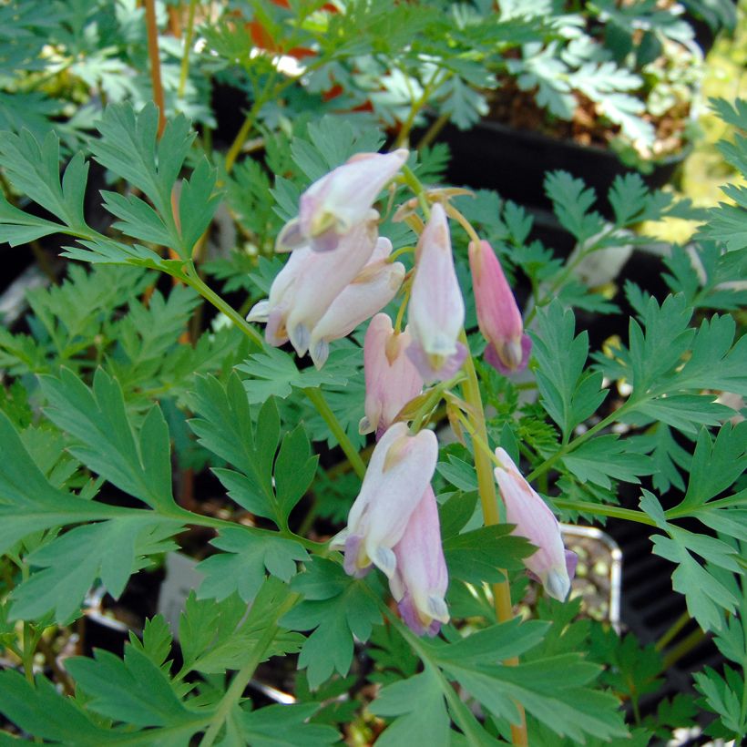 Dicentra eximia Stuart Boothman - Zwerg-Herzblume (Blüte)