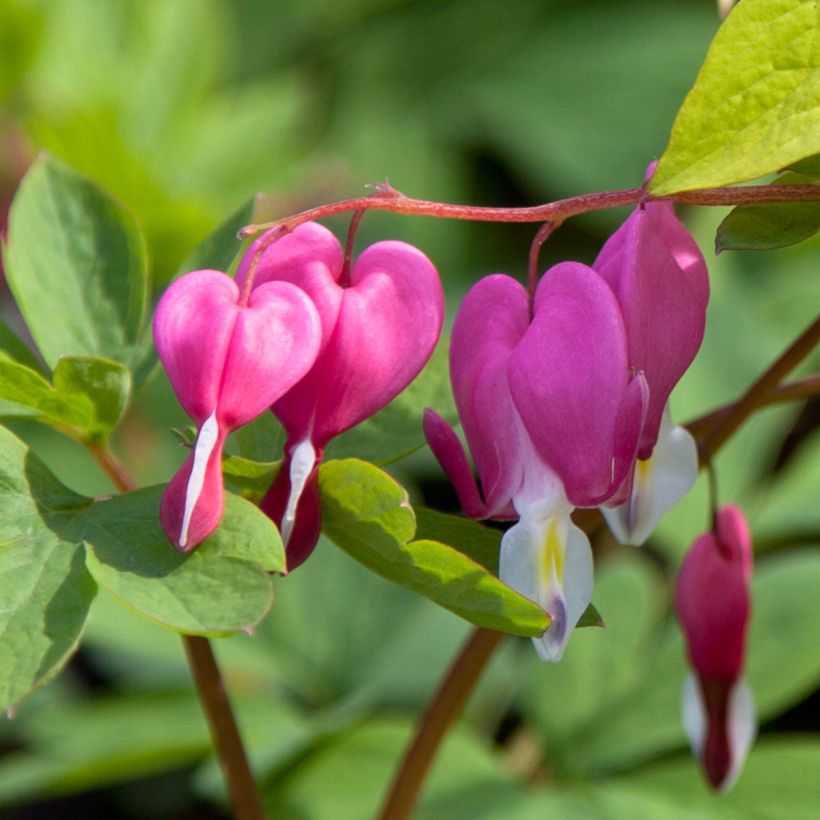 Dicentra spectabilis Yellow Leaf - Tränendes Herz (Blüte)