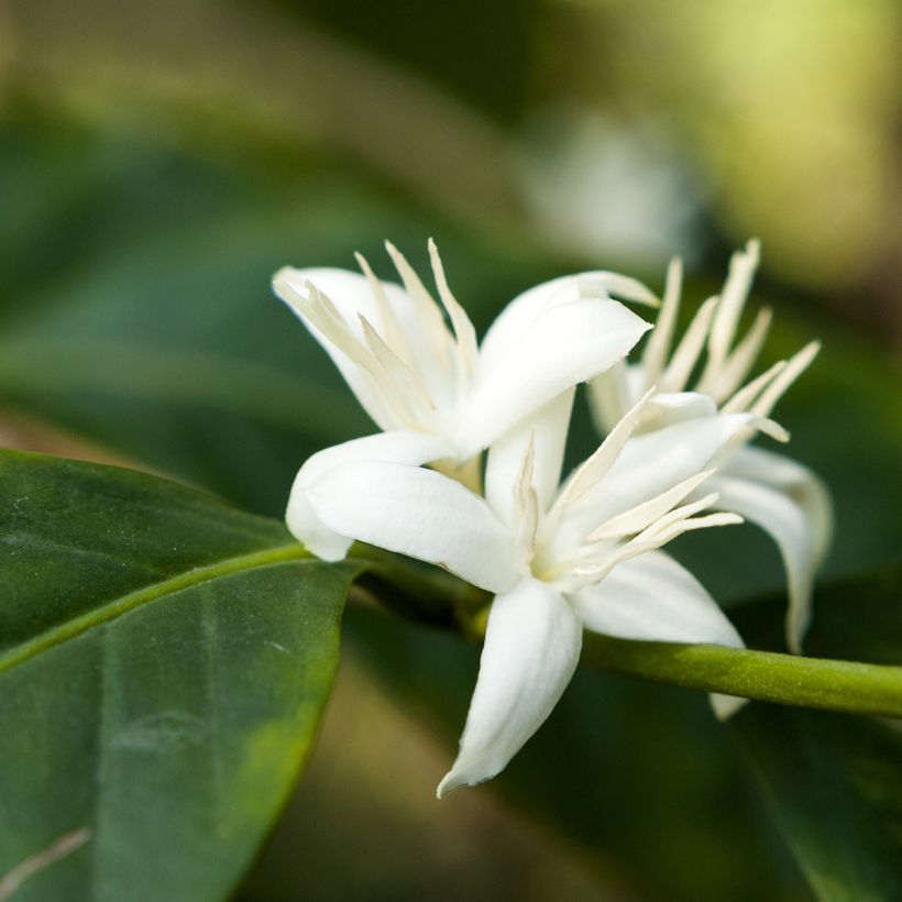 Kaffeestrauch - Coffea arabica (Blüte)