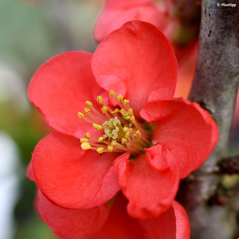 Zierquitte Red Kimono - Chaenomeles speciosa (Blüte)