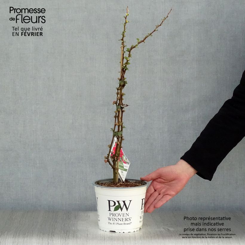 Exemplar von Cognassier du Japon - Chaenomeles speciosa Scarlet Storm en pot de 3/4L wie im Winter geliefert