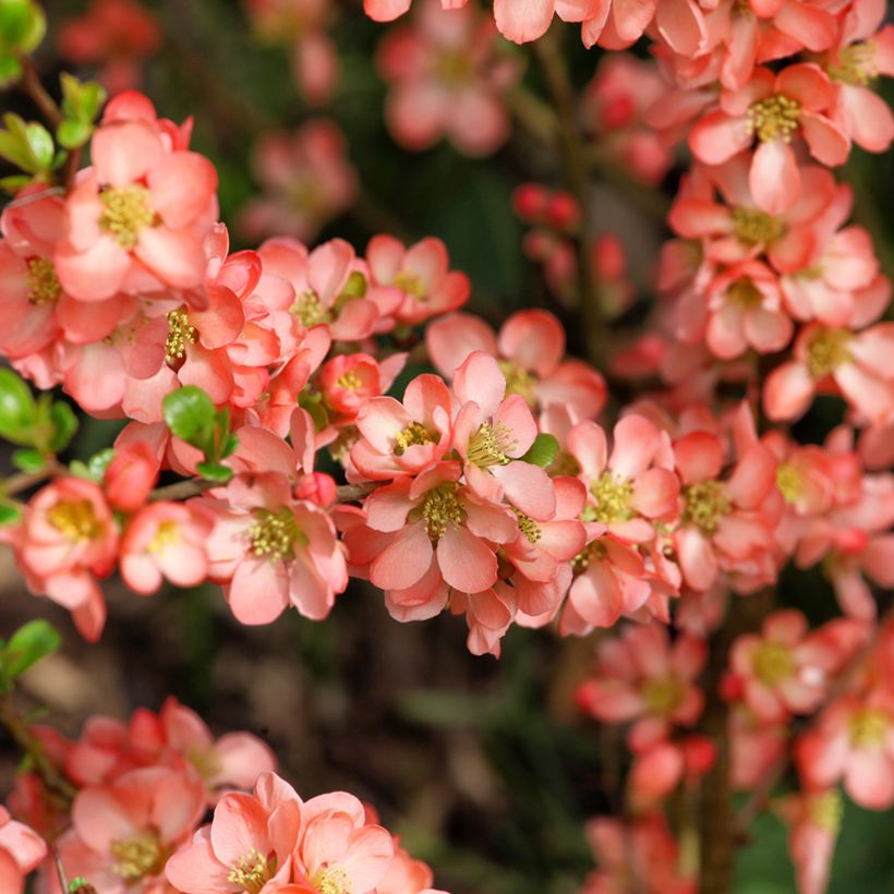 Zierquitte Salmon Horizon - Chaenomeles superba (Blüte)