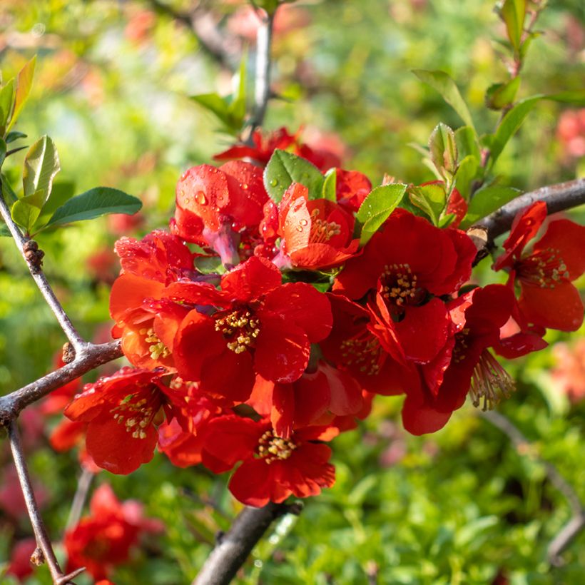 Zierquitte Texas Scarlet - Chaenomeles superba (Blüte)