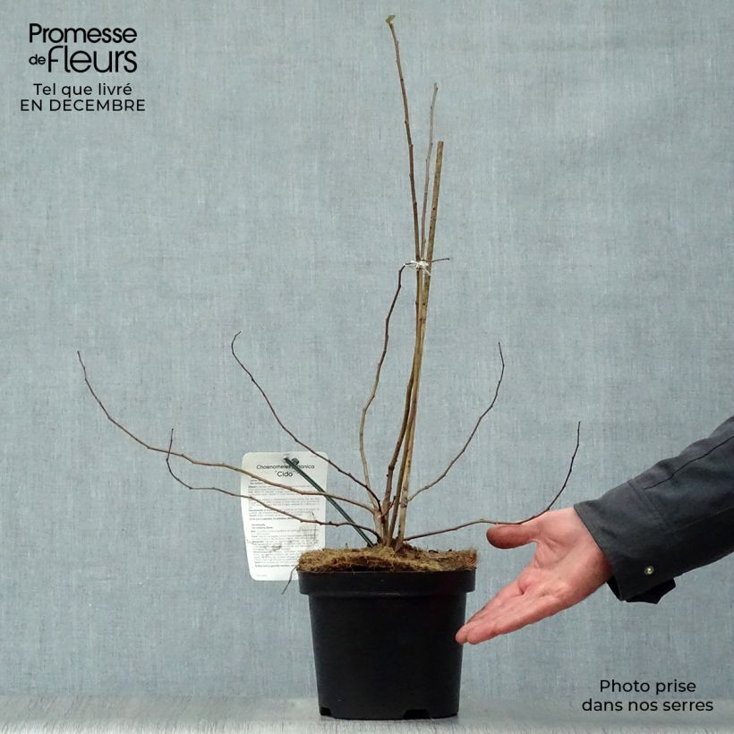 Exemplar von Cognassier du Japon Cido - Chaenomeles japonica Pot de 2L/3L wie im Winter geliefert