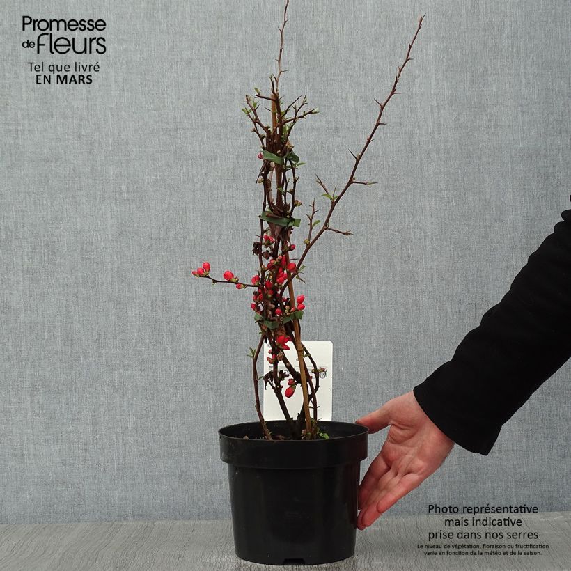 Exemplar von Cognassier du Japon Clementine - Chaenomeles superba Pot de 3L/4L wie im Winter geliefert