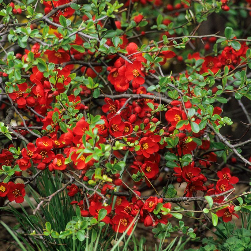 Zierquitte Crimson and Gold - Chaenomeles superba (Blüte)