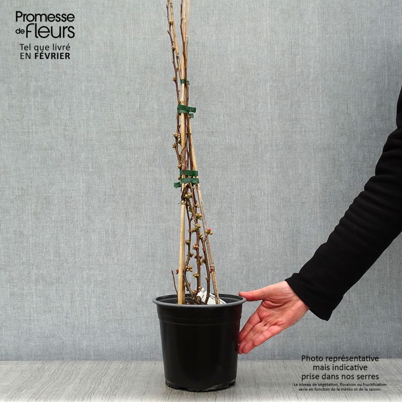 Exemplar von Cognassier du Japon Eximia - Chaenomeles speciosa  Pot de 4L/5L wie im Winter geliefert