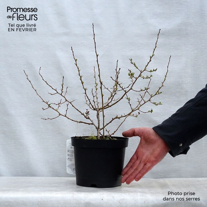 Exemplar von Cognassier du Japon Fire dance - Chaenomeles speciosa  Pot de 2L/3L wie im Winter geliefert