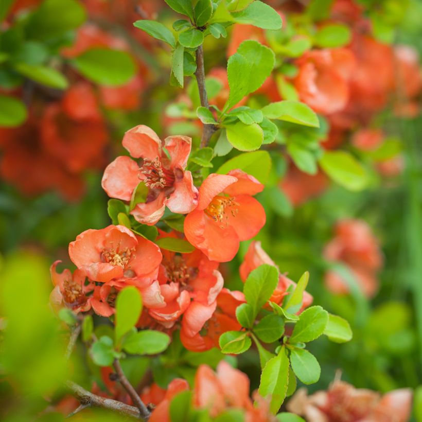 Zierquitte Friesdorfer - Chaenomeles speciosa (Blüte)