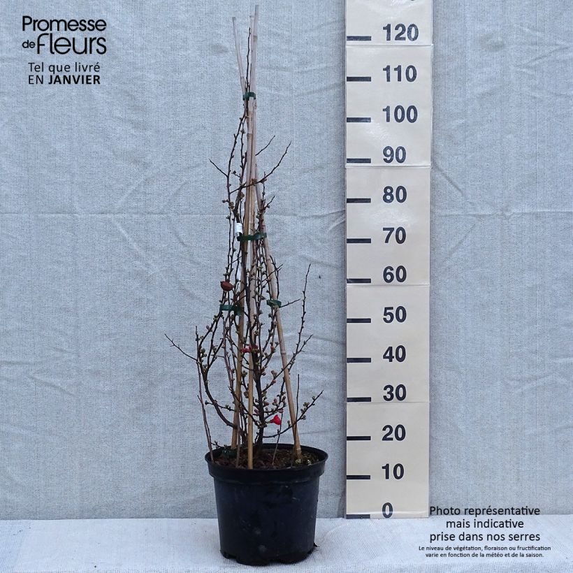 Exemplar von Cognassier du Japon Friesdorfer - Chaenomeles speciosa en pot de 7,5l/10l wie im Winter geliefert