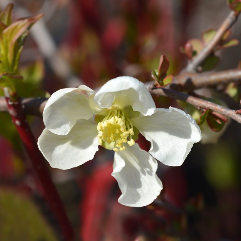 Zierquitte Jet Trail - Chaenomeles superba (Blüte)