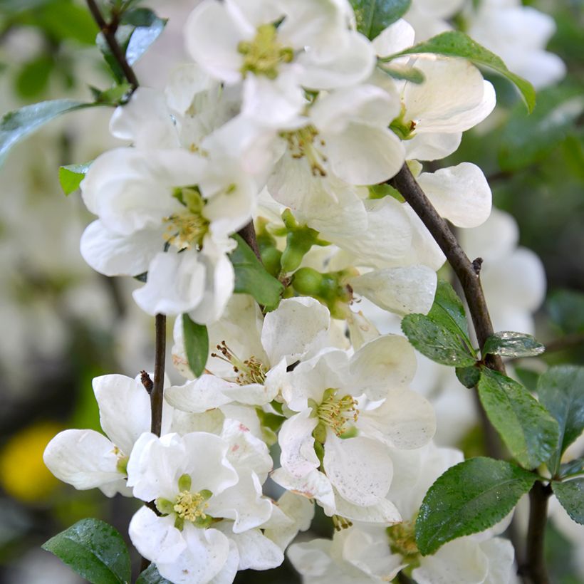 Zierquitte Nivalis - Chaenomeles speciosa (Blüte)