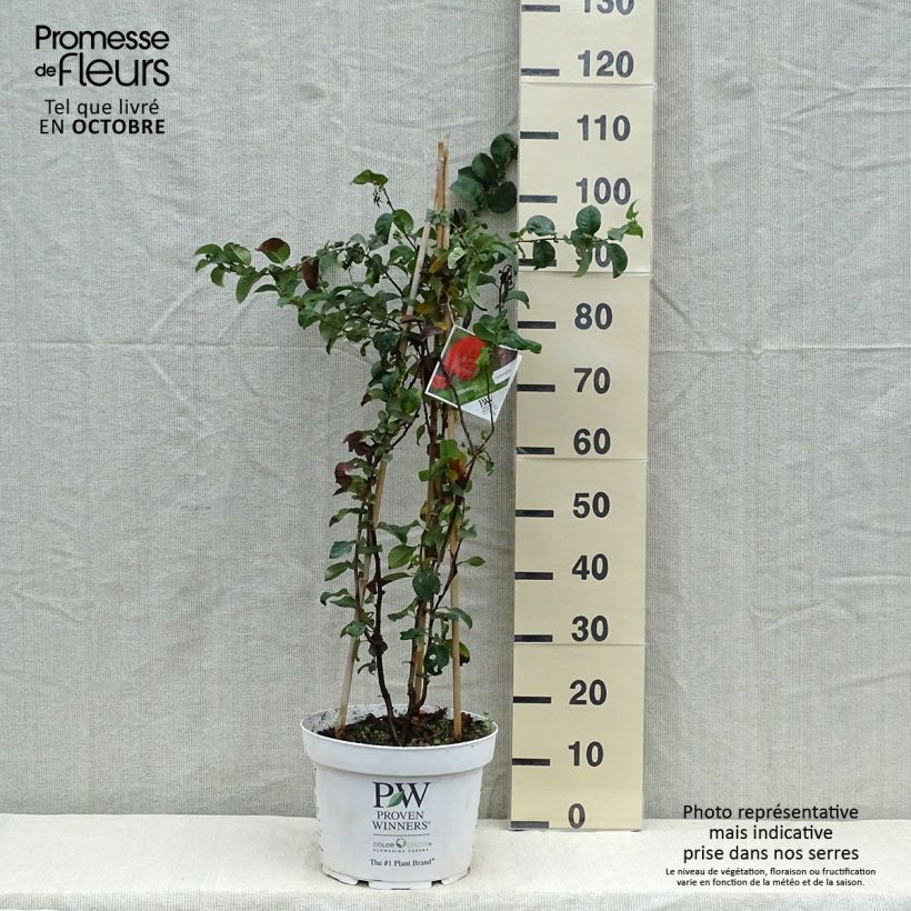 Exemplar von Cognassier du Japon Orange Storm en pot de 10L- Chaenomeles speciosa wie im Herbst geliefert