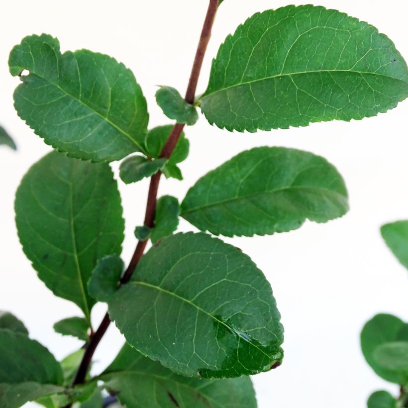 Zierquitte Pink Storm - Chaenomeles speciosa (Laub)