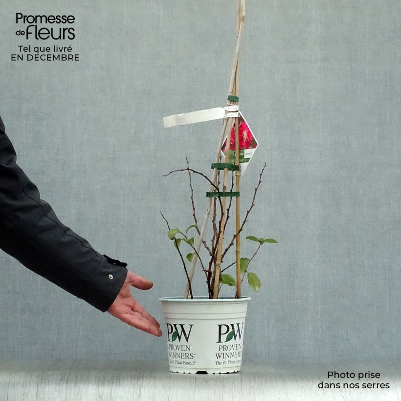 Exemplar von Cognassier du Japon Pink Storm - Chaenomeles speciosa  Pot de 2L/3L wie im Winter geliefert