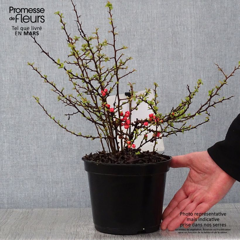 Exemplar von Cognassier du Japon Red Joy - Chaenomeles superba  Pot de 2L/3L wie im Winter geliefert