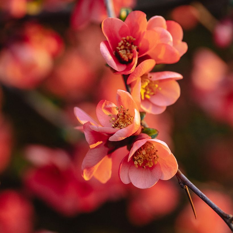 Zierquitte Red Joy - Chaenomeles superba (Blüte)